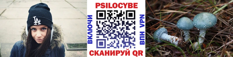 Галлюциногенные грибы Psilocybe  где можно купить   Тайшет 
